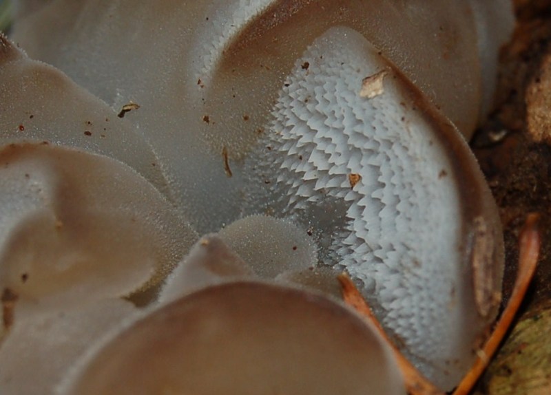 Pseudohydnum gelatinosum